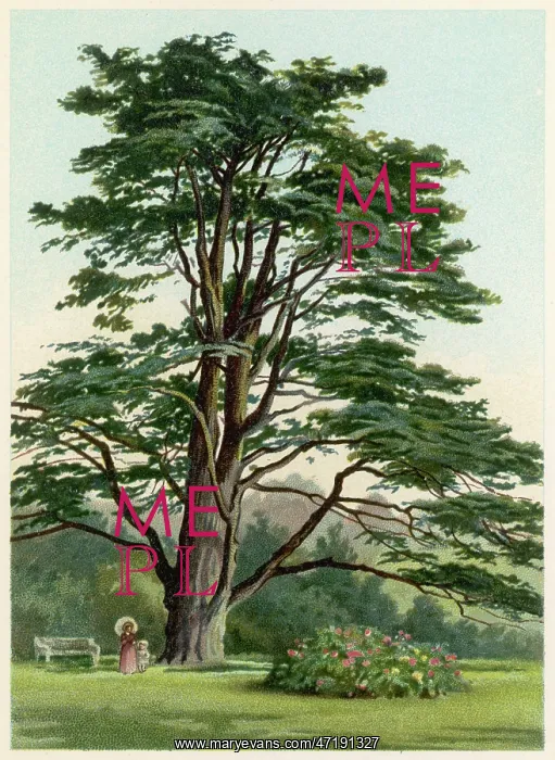 : TREES / CEDAR LEBANON : TREES / CEDAR LEBANON