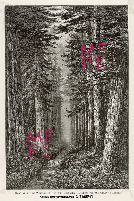 : TREES / DOUGLAS FIR : TREES / DOUGLAS FIR
