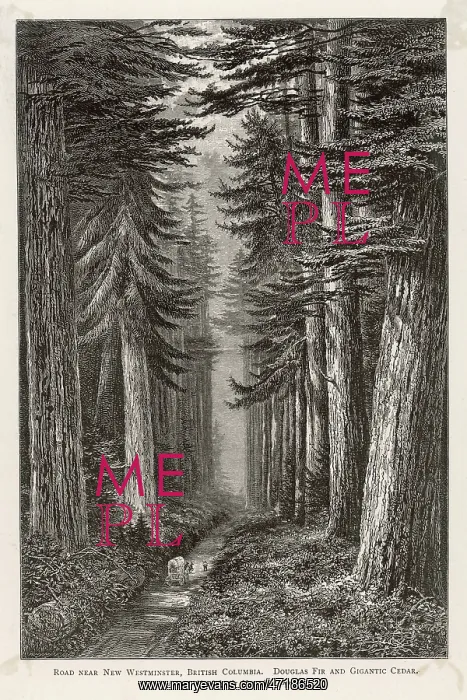 : TREES / DOUGLAS FIR : TREES / DOUGLAS FIR