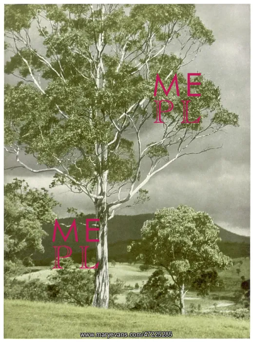 : TREES / EUCALYPTUS REGNANS : TREES / EUCALYPTUS REGNANS