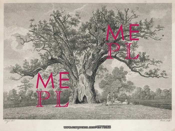  : TREES / FAIRLOP OAK