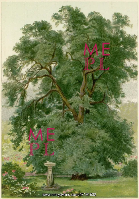 : TREES / HOLM OAK / CHROMO : TREES / HOLM OAK / CHROMO
