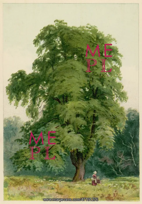 : TREES / HORNBEAM C1890 : TREES / HORNBEAM C1890