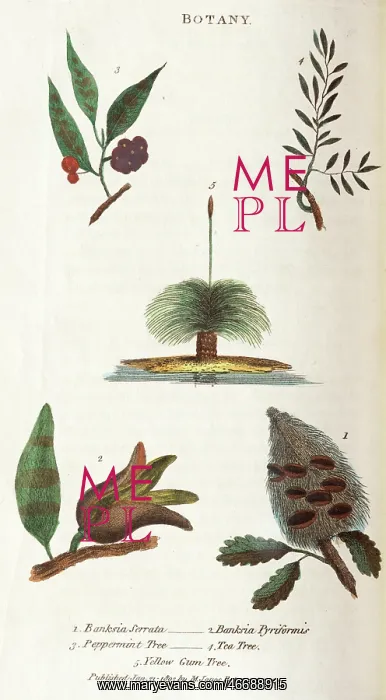: Trees of New South Wales : Trees of New South Wales