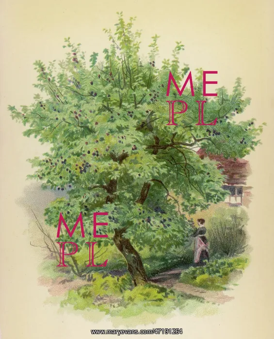  : TREES / PLUM / CHROMO