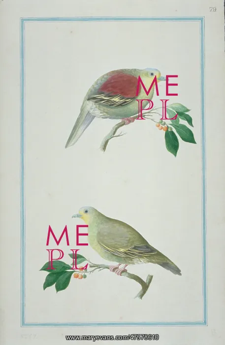 : Treron pompadora, pompadour green pigeon : Treron pompadora, pompadour green pigeon