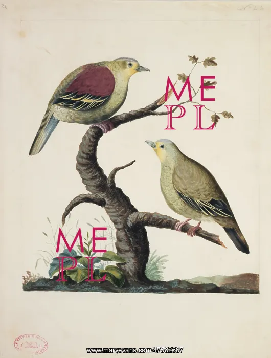 : Treron pompadora, pompadour green pigeon : Treron pompadora, pompadour green pigeon