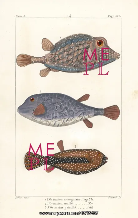 : Triangular boxfish and spotted boxfish : Triangular boxfish and spotted boxfish