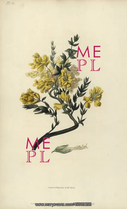 : Triangular genista, Genista triquetra : Triangular genista, Genista triquetra