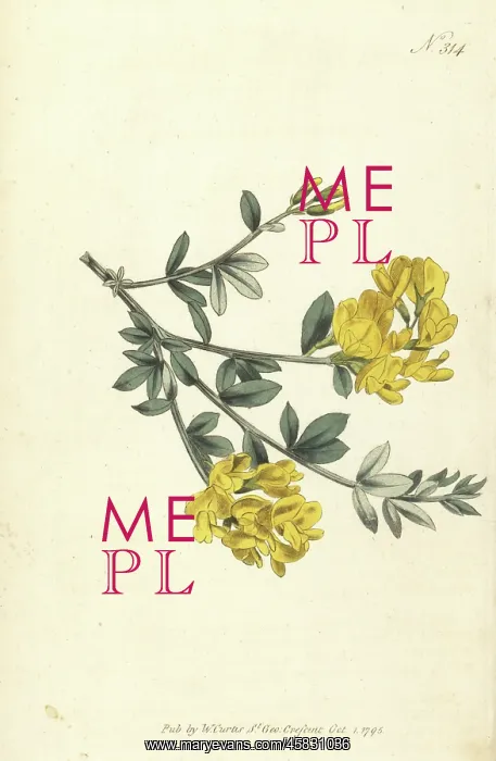 : Triangular-stalked genista, Genista triquetra : Triangular-stalked genista, Genista triquetra