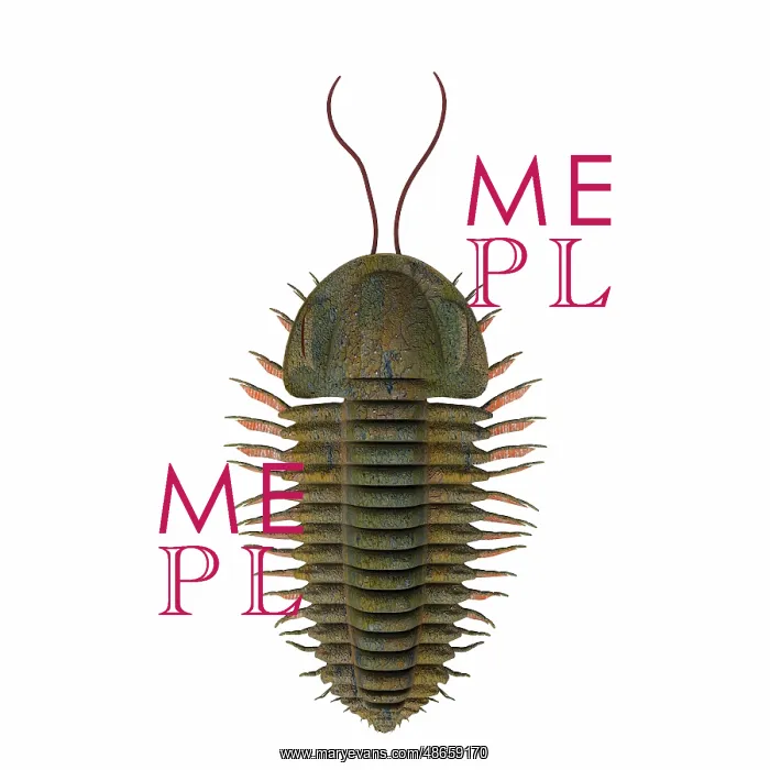 : Triarthrus trilobite : Triarthrus trilobite
