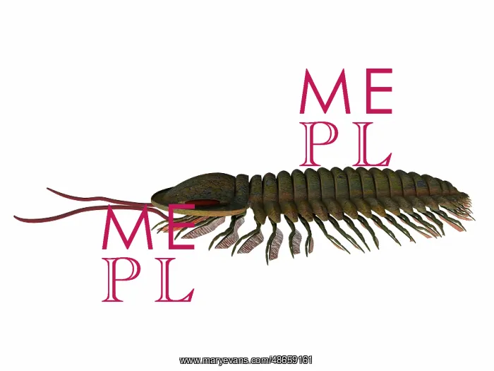 : Triarthrus trilobite, side profile : Triarthrus trilobite, side profile