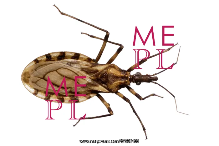 : Triatoma brasiliensis, triatomine bug : Triatoma brasiliensis, triatomine bug