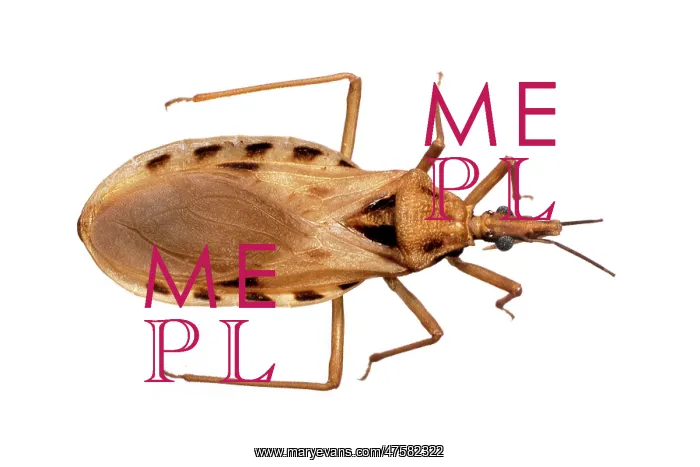 : Triatoma cavernicola, triatomine bug : Triatoma cavernicola, triatomine bug