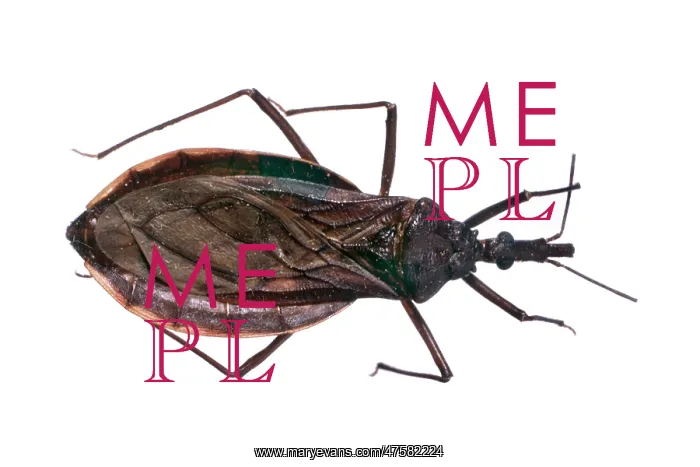: Triatoma costalimi, triatomine bug : Triatoma costalimi, triatomine bug