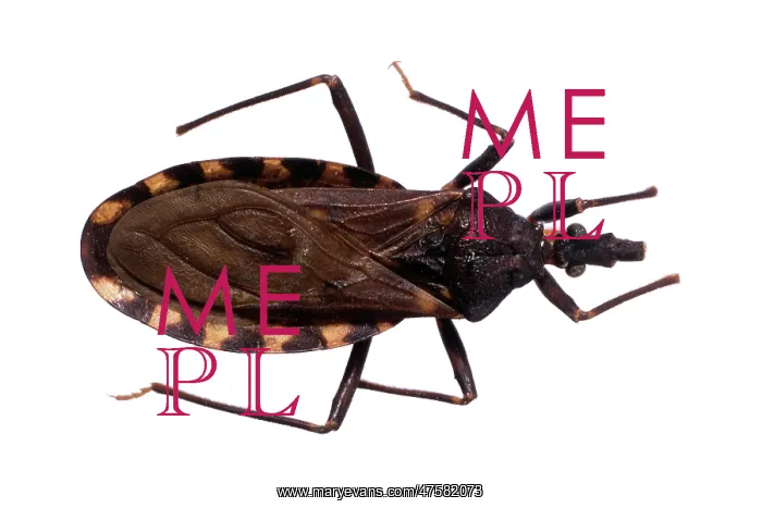 : Triatoma infestans, kissing bug : Triatoma infestans, kissing bug