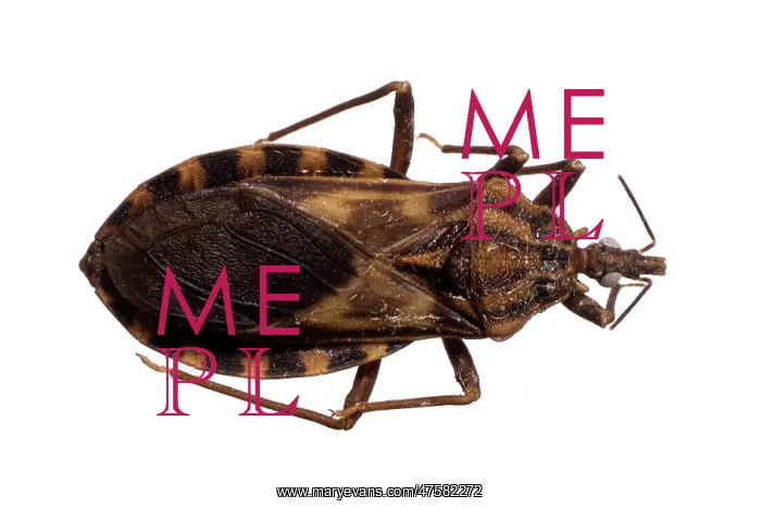 : Triatoma migrans, triatomine bug : Triatoma migrans, triatomine bug