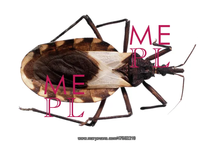 : Triatoma pallidipennis, triatomine bug : Triatoma pallidipennis, triatomine bug