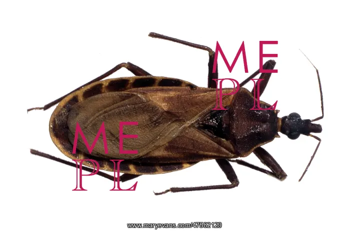 : Triatoma rubrofasciata, triatomine bug : Triatoma rubrofasciata, triatomine bug