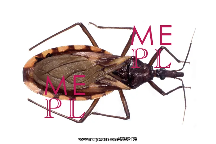 : Triatoma rubrovaria, triatomine bug : Triatoma rubrovaria, triatomine bug
