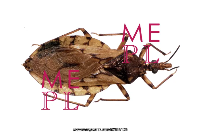 : Triatoma sordida, triatomine bug : Triatoma sordida, triatomine bug
