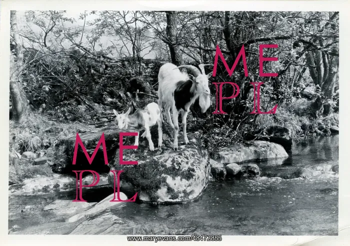 : Tribe of Goats, Upper Dentdale, Cumbria : Tribe of Goats, Upper Dentdale, Cumbria
