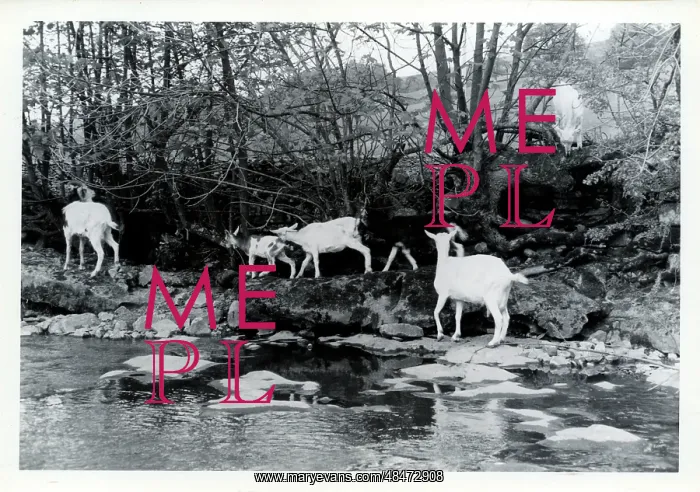 : Tribe of Goats, Upper Dentdale, Cumbria : Tribe of Goats, Upper Dentdale, Cumbria