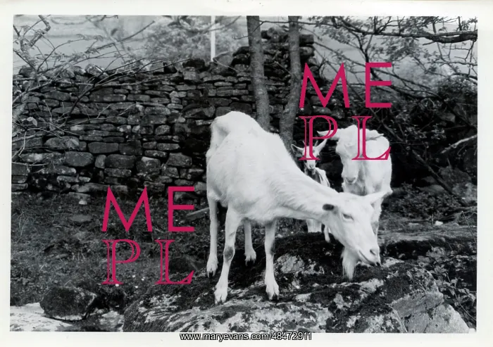 : Tribe of Goats, Upper Dentdale, Cumbria : Tribe of Goats, Upper Dentdale, Cumbria