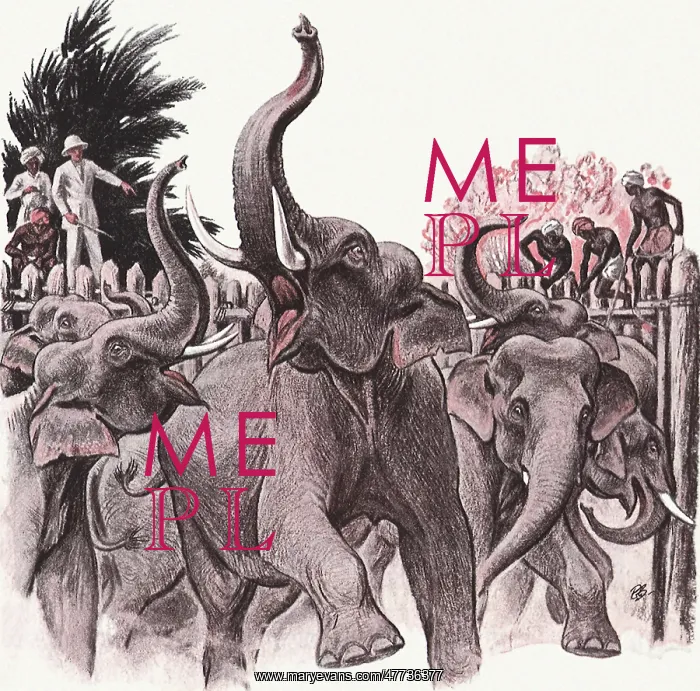  : Tribesmen Trap herd of Elephants