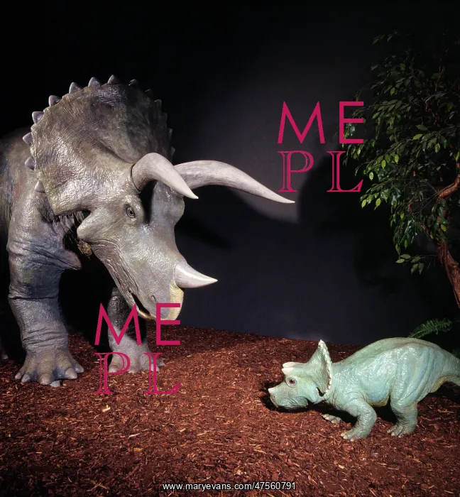 : Triceratops : Triceratops