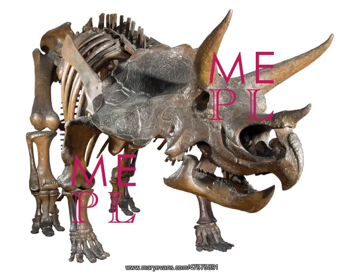 : Triceratops : Triceratops