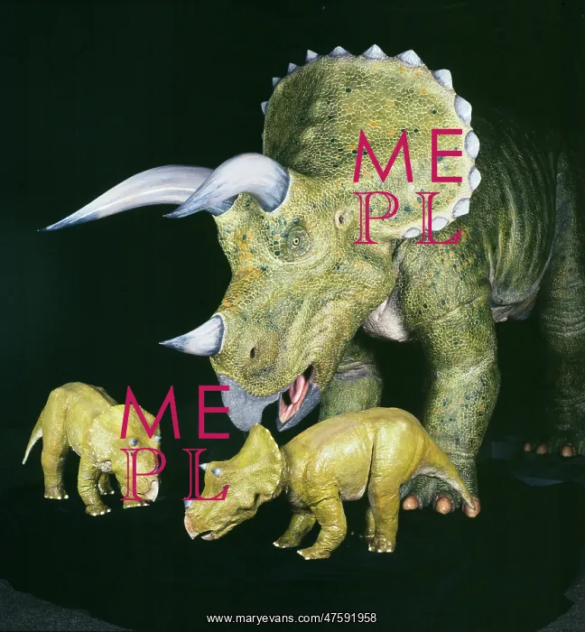 : Triceratops : Triceratops