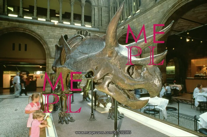 : Triceratops : Triceratops