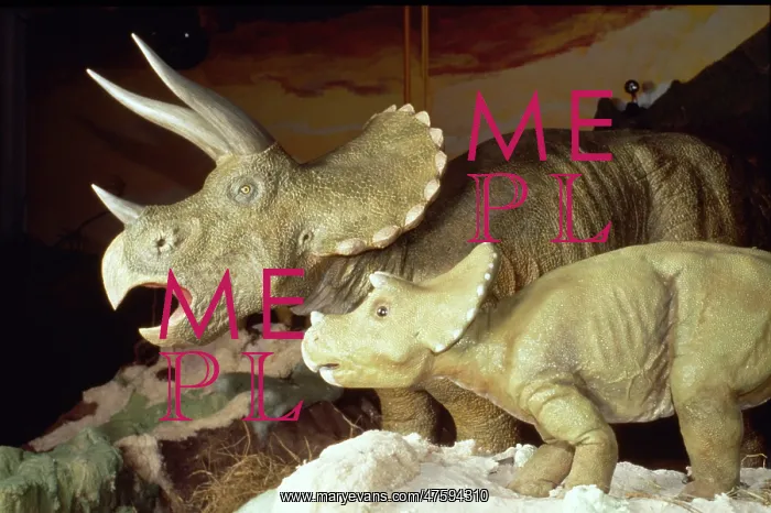 : Triceratops : Triceratops