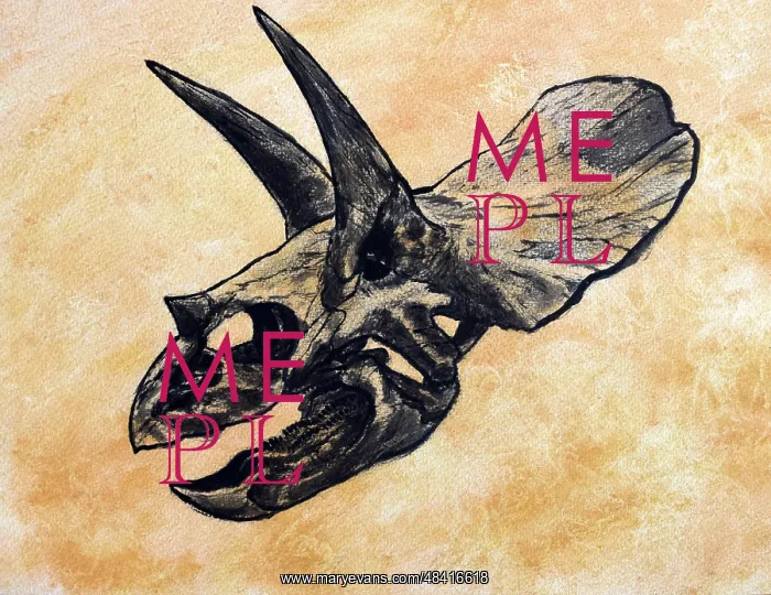 : Triceratops dinosaur skull : Triceratops dinosaur skull