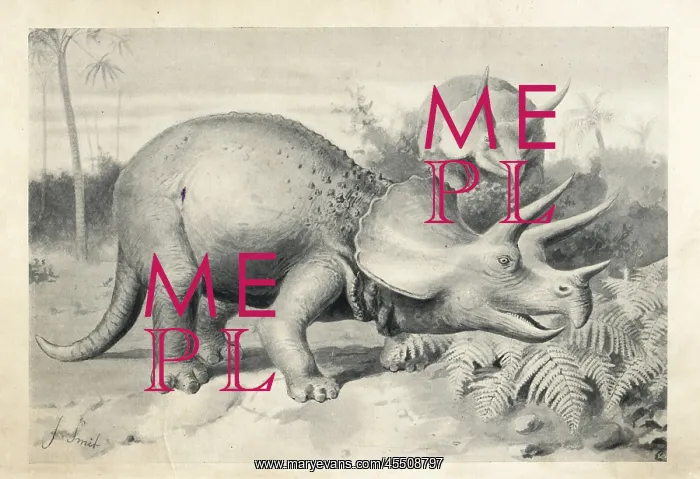: Triceratops prorsus : Triceratops prorsus