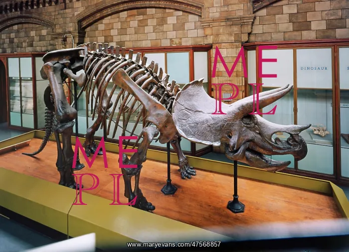 : Triceratops skeleton : Triceratops skeleton