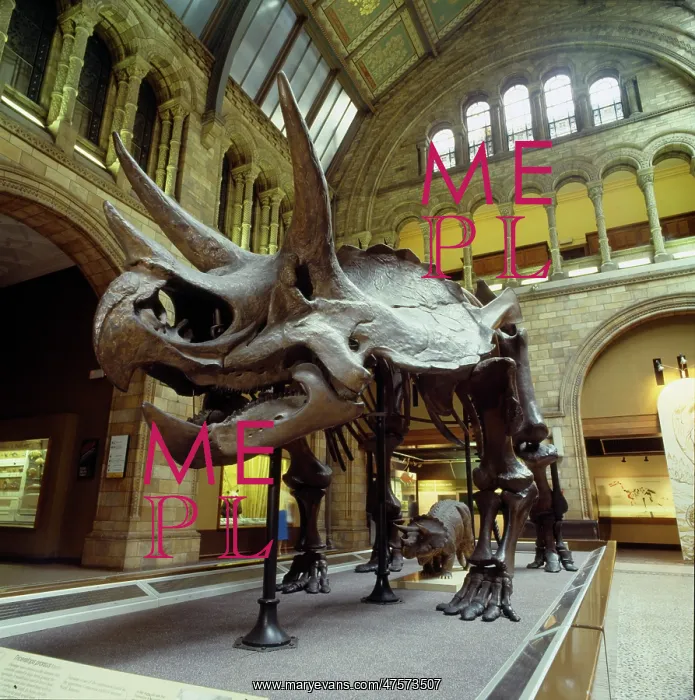 : Triceratops skeleton : Triceratops skeleton