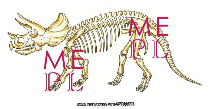 : Triceratops skeleton : Triceratops skeleton