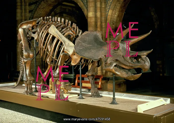 : Triceratops skeleton : Triceratops skeleton