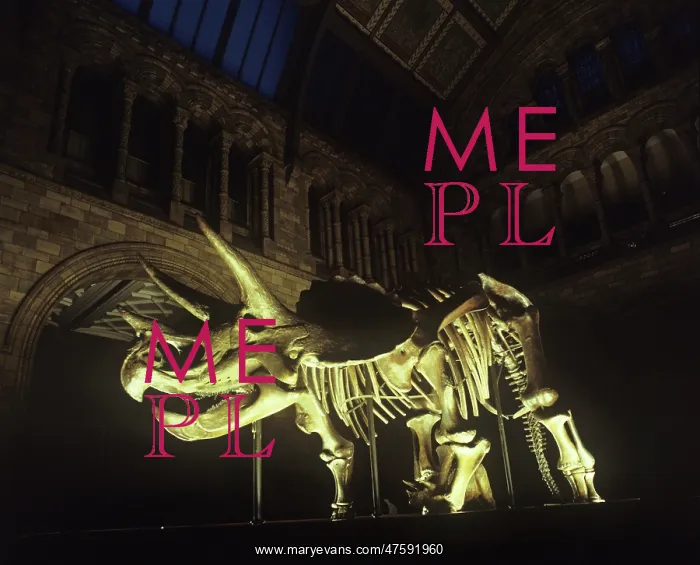 : Triceratops skeleton : Triceratops skeleton