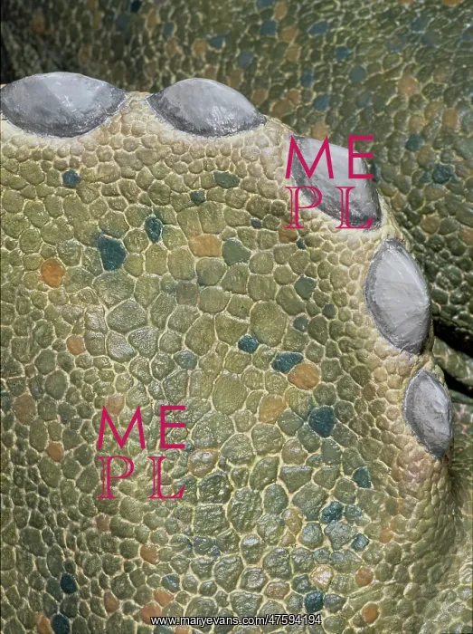 : Triceratops skin detail : Triceratops skin detail