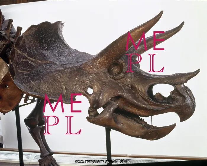 : Triceratops skull : Triceratops skull