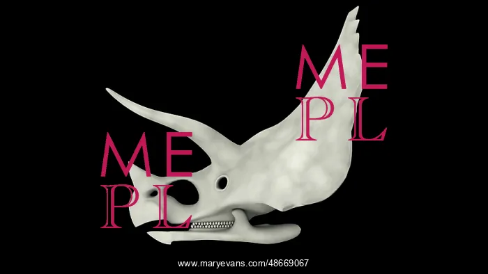 : Triceratops skull : Triceratops skull