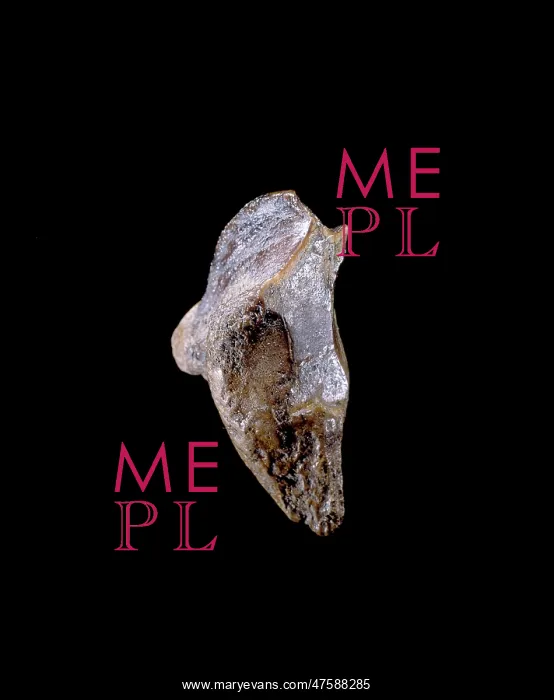 : Triceratops tooth : Triceratops tooth