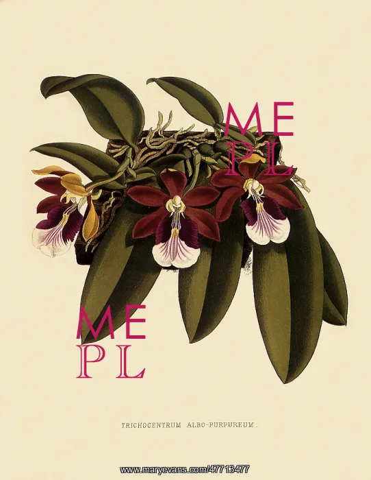 : Trichocentrum Albopurpureum : Trichocentrum Albopurpureum