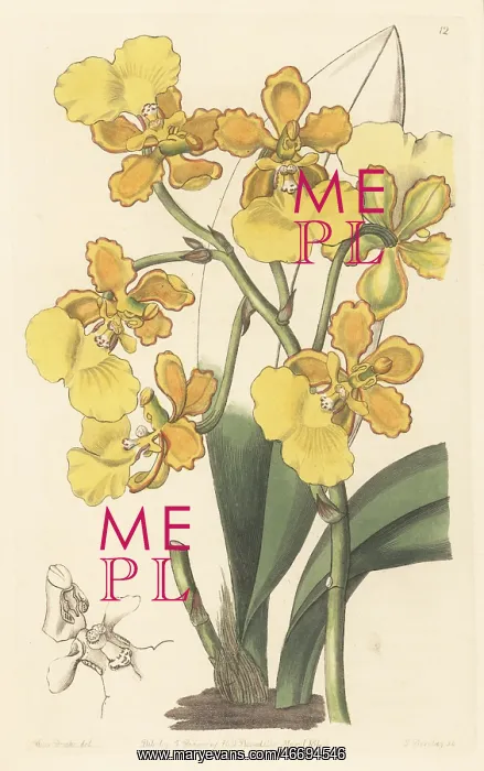 : Trichocentrum bicallosum orchid : Trichocentrum bicallosum orchid