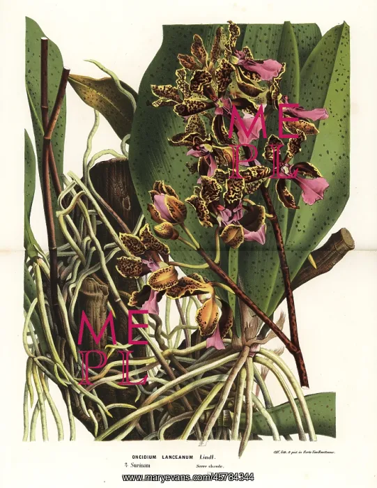 : Trichocentrum lanceanum orchid : Trichocentrum lanceanum orchid