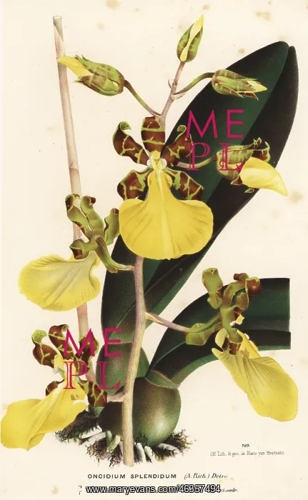 : Trichocentrum splendidum : Trichocentrum splendidum