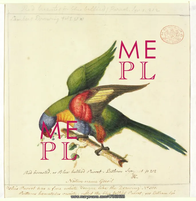 : Trichoglossus haematodus moluccanus, rainbow lorikeet : Trichoglossus haematodus moluccanus, rainbow lorikeet